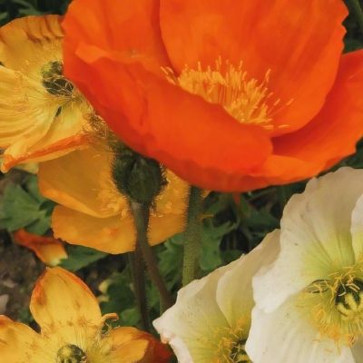 金沙集团1862成色截图