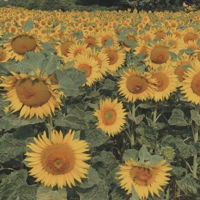 365体育官方唯一入口app下载