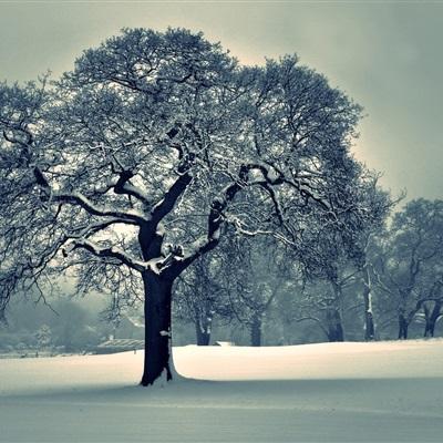 澳门一码一肖一特一中app下载
